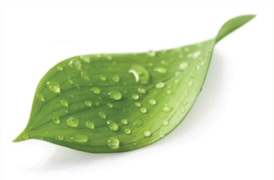 http://www.purelivinguvc.com/leaf.jpg